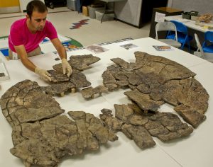 Former University of Florida graduate student Edwin Cadena pieces together an extinct giant turtle discovered in the Colombian coal mine with Titanoboa.Florida Museum of Natural History photo by Jeff Gage
