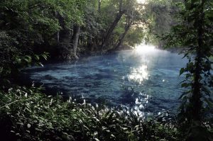 Florida is home to an array of freshwater springs, which have lured explorers, investors, tourists and artists alike. However, on 500th anniversary of Ponce de León's arrival, Florida's springs are serious peril. Photo taken by John Moran.