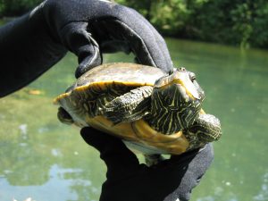 This large female northern map turtle, Graptemys geographica, was captured in the North Fork of White River in Ozark County, Missouri in 2004. Photo by Amber Pitt