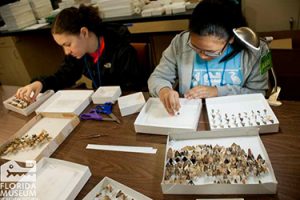 Junior volunteers pin butterfly specimens in the McGuire Center for Lepidoptera and Biodiversity. Florida Museum of Natural History photo by Kristen Grace 