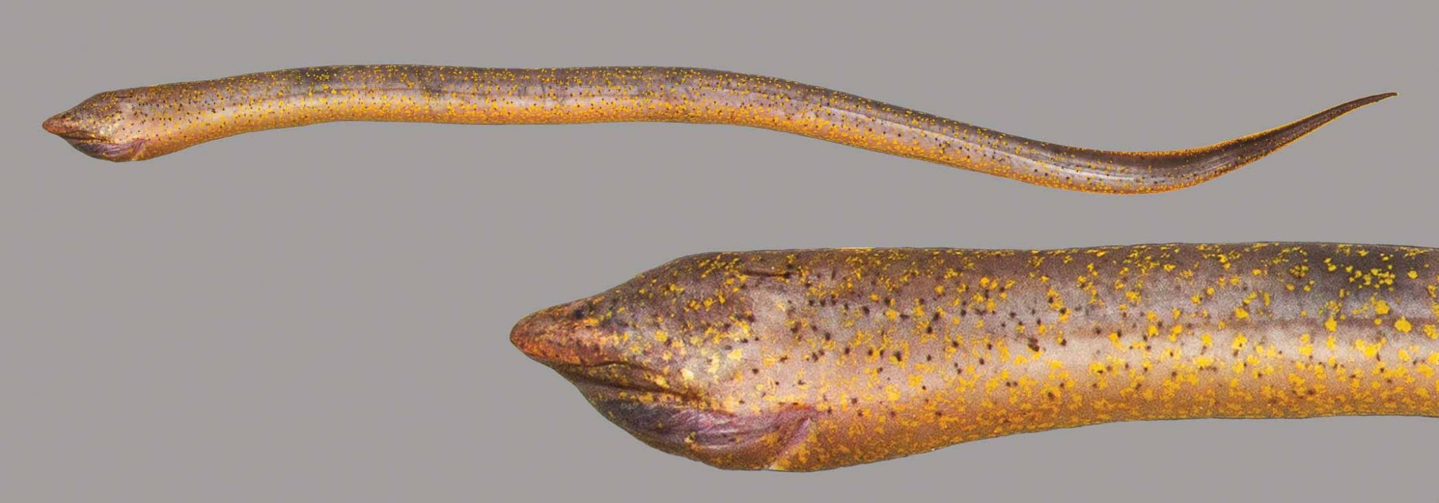 Asian Swamp Eel Discover Fishes