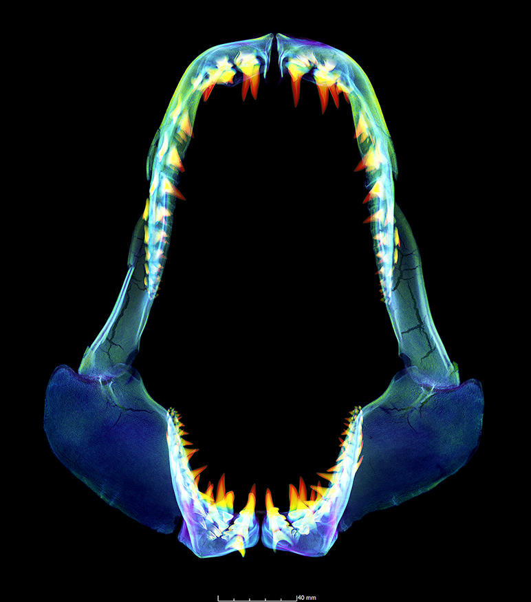 CT scan of a Shortfin Mako shark
