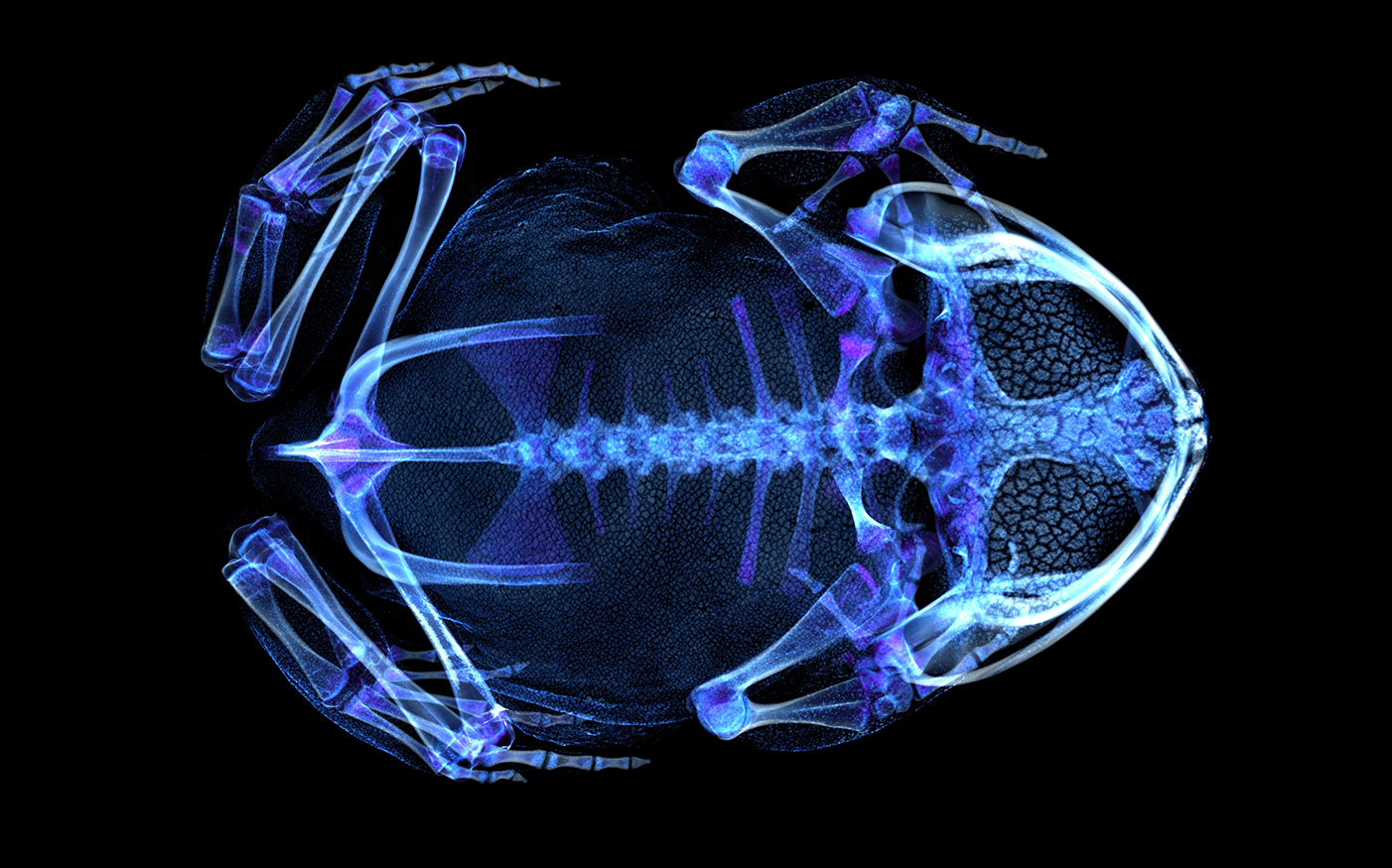 CT scan of a Burmese horned frog