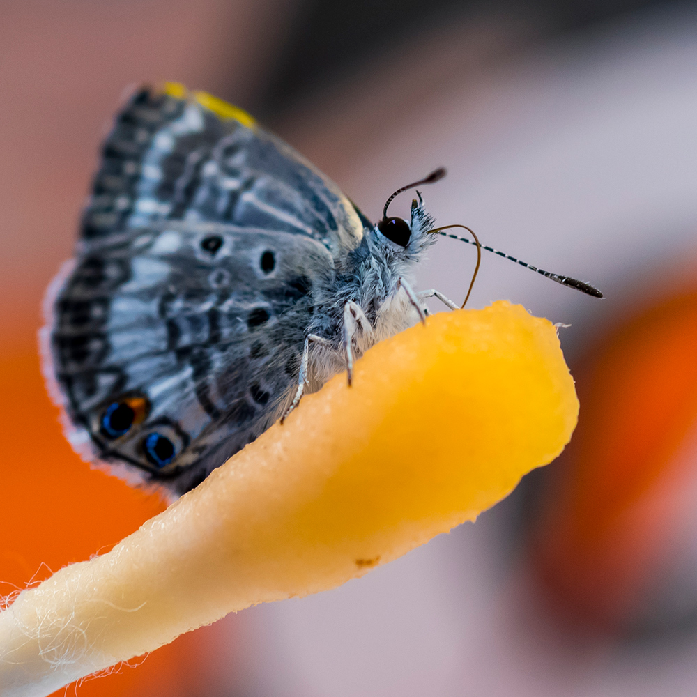 Gatorade fuels endangered Miami blue butterflies