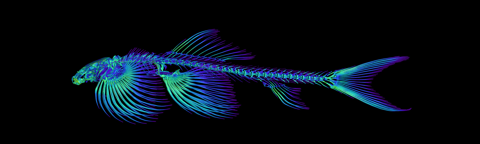CT scan of a Cave angelfish