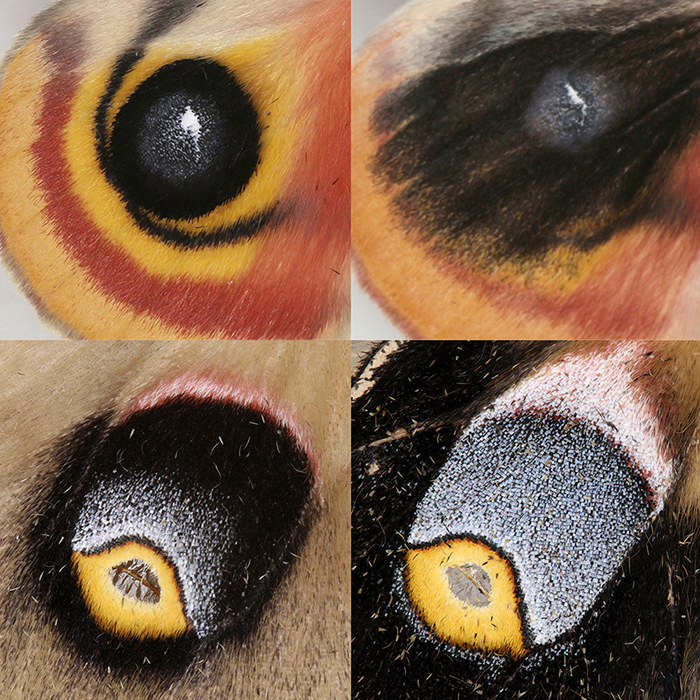 Lyin’ eyes: Butterfly, moth eyespots may look the same, but likely evolved separately