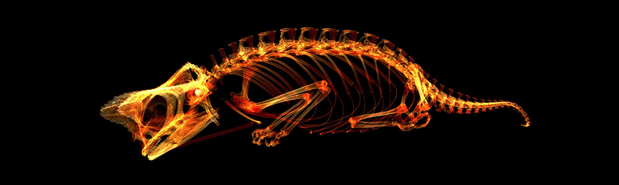 CT scan of a Brown leaf chameleon