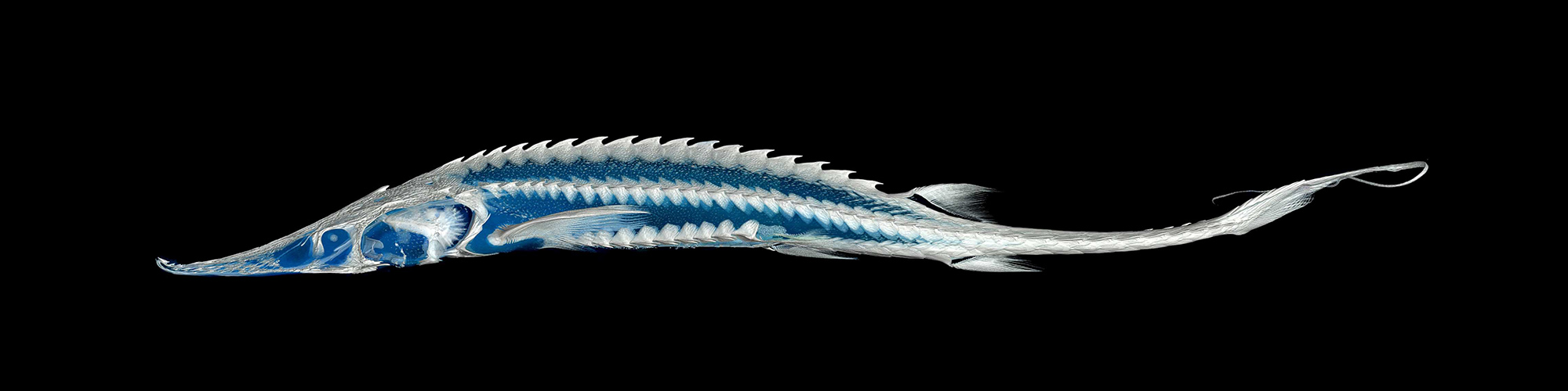 CT scan of a Shovelnose sturgeon