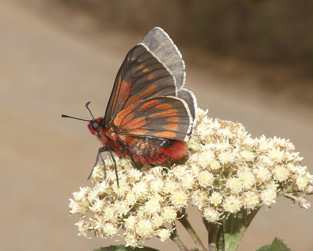 Orange and gray butterfly on a white flower
