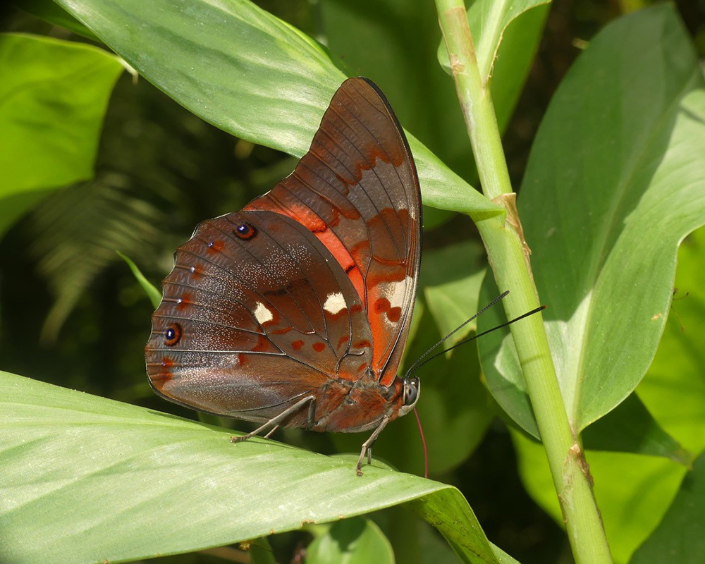 brown tropical butterfly with white wingspots on a green leaf