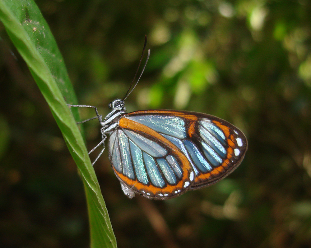 butterfly with metallic light blue wings rimed with an orange stripe
