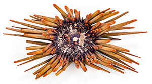 colorful sea urchin with long thick spines
