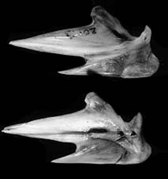 Pictorial Skeletal Atlas of Fishes Environmental Archaeology at the