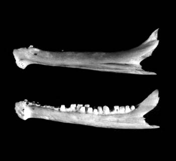 Pictorial Skeletal Atlas of Fishes Environmental Archaeology at the
