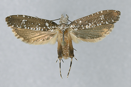 Heppner moth