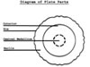 Plate vessel form example