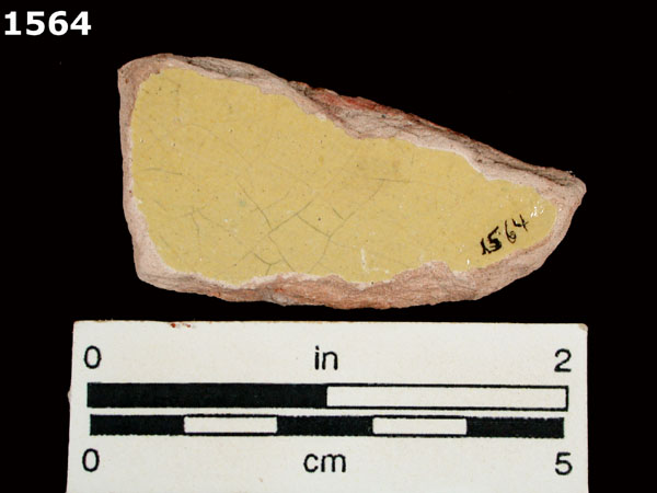 MEXICO CITY WHITE-VARIETY 2 specimen 1564 rear view