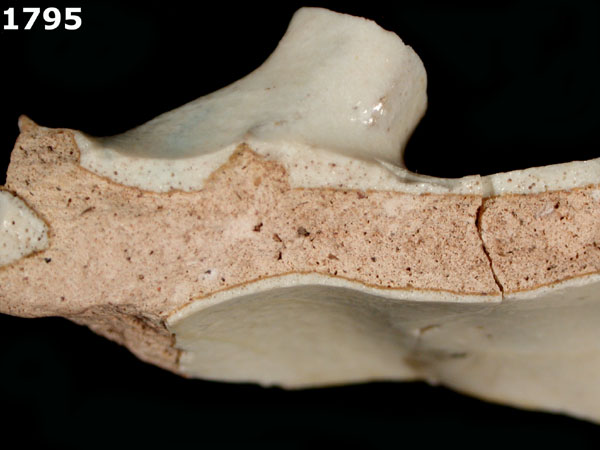 FAENZA WHITE specimen 1795 side view