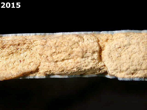 LIGURIAN BLUE ON BLUE specimen 2015 side view