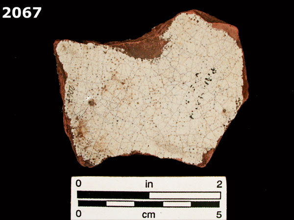 PANAMA BLUE ON WHITE specimen 2067 rear view