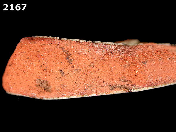 PANAMA PLAIN specimen 2167 side view