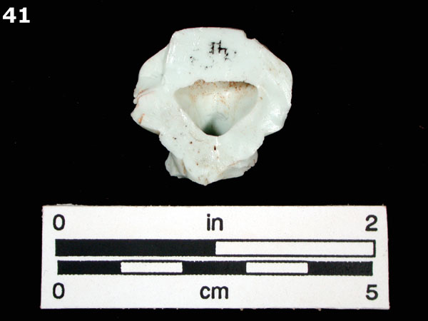 PORCELAIN, MING POLYCHROME specimen 41 rear view
