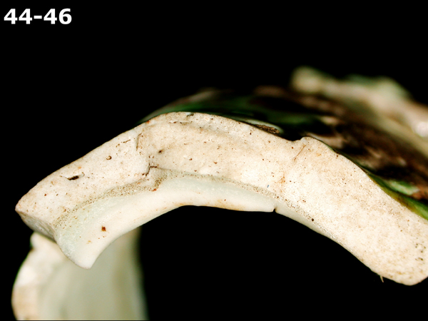 PORCELAIN, MING POLYCHROME specimen 44 side view
