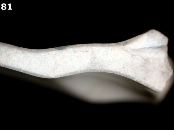 PORCELAIN, BONE CHINA specimen 81 side view