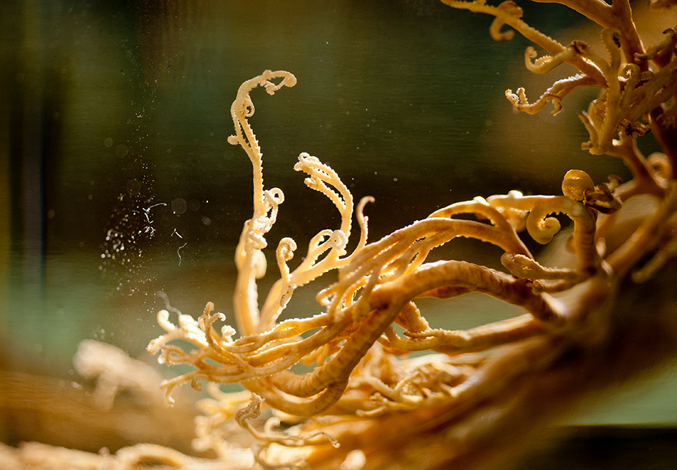 Science Cafe, invertebrates