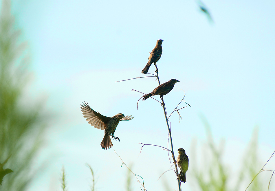 Birds at Paynes Prairie, header