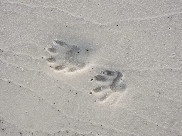 animal footsteps in sand