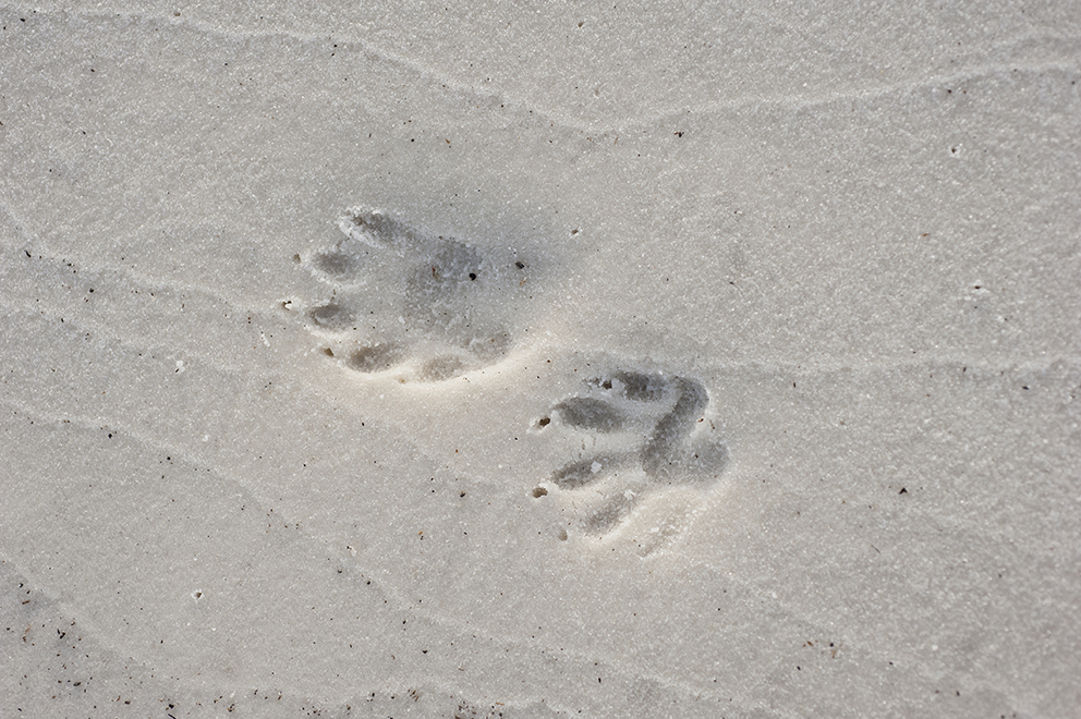 animal footsteps in sand