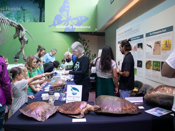 people talking at table with turtle shells