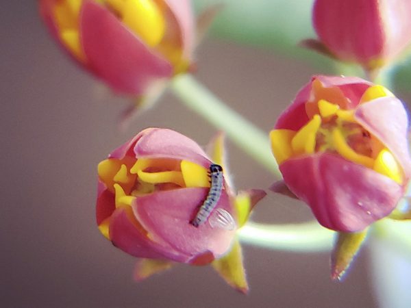 2019 ButterflyFest Photo Winner