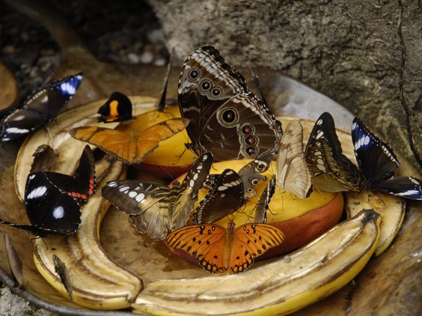 butterflies feeding