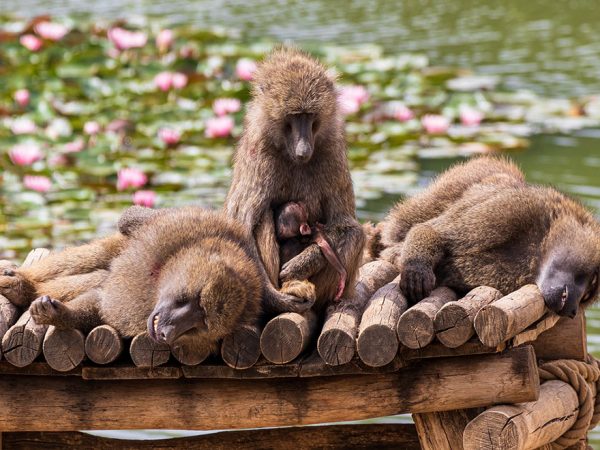 monkeys sitting