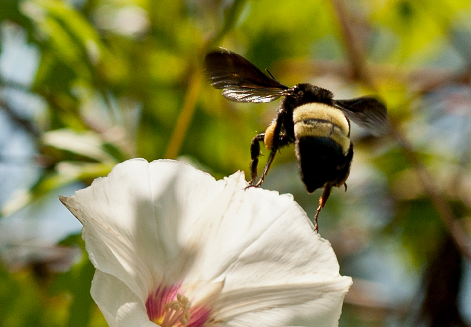SciArt Meetup: Insects