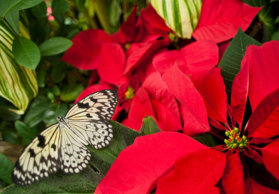 Butterfly on poinsettia, header