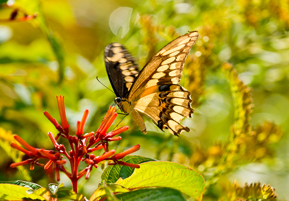 Pop-up Museum: Pollinators