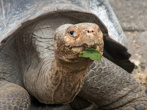 Galapagos tortoise eating