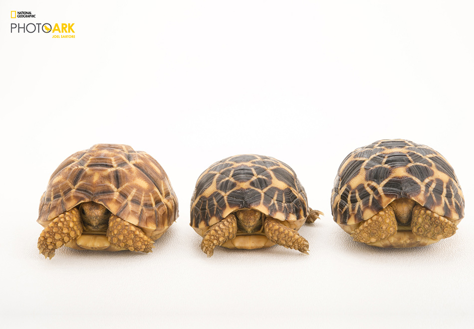 Joel Sartore, Photo Ark, header