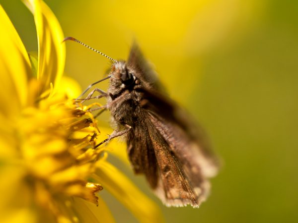 moth, yellow flower, header