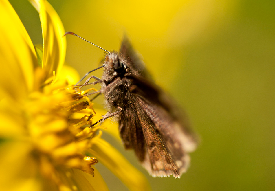 moth, yellow flower, header