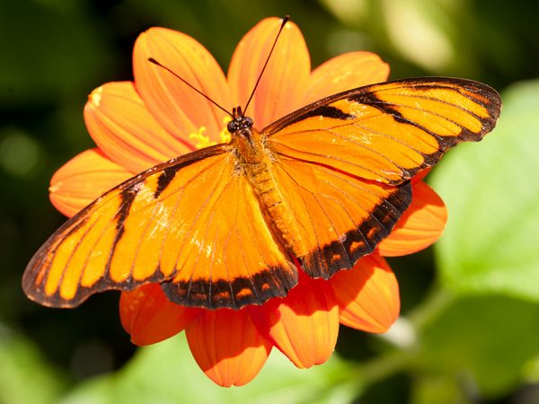 Orange butterfly, orange flower header