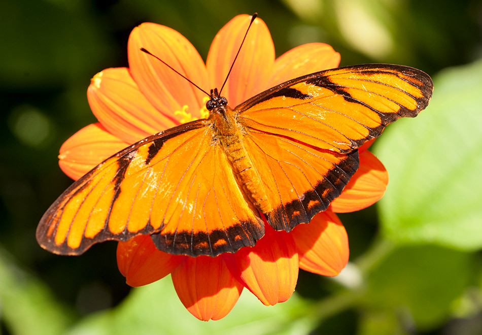 Orange butterfly, orange flower header