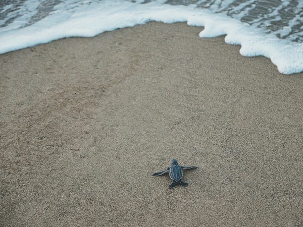 sea turtle baby on beach
