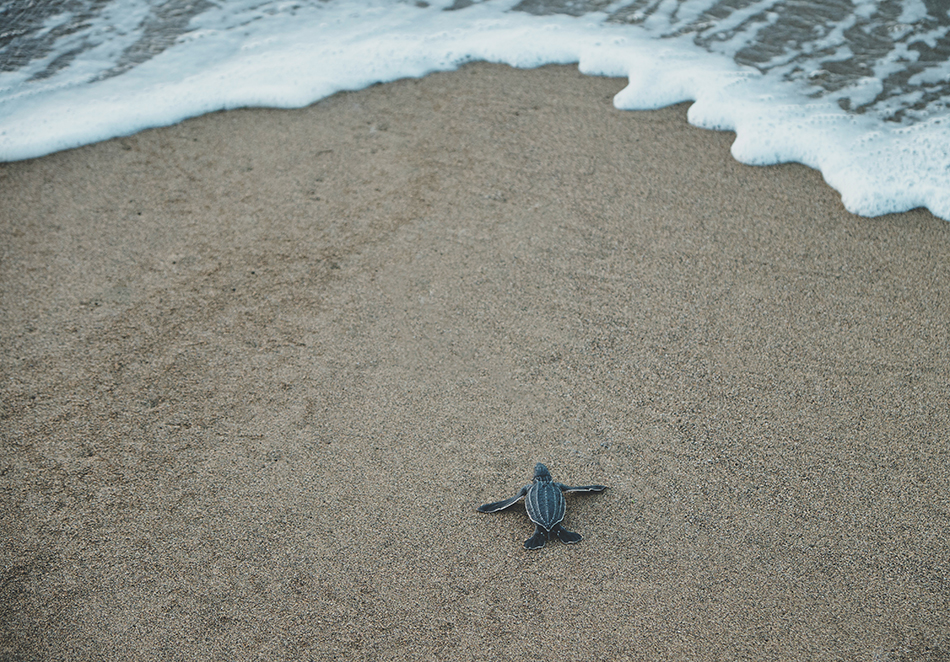 sea turtle baby on beach