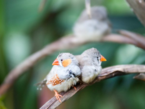 rainforest finches, header
