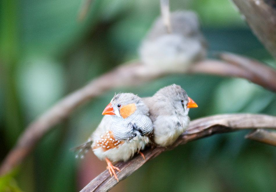 rainforest finches, header