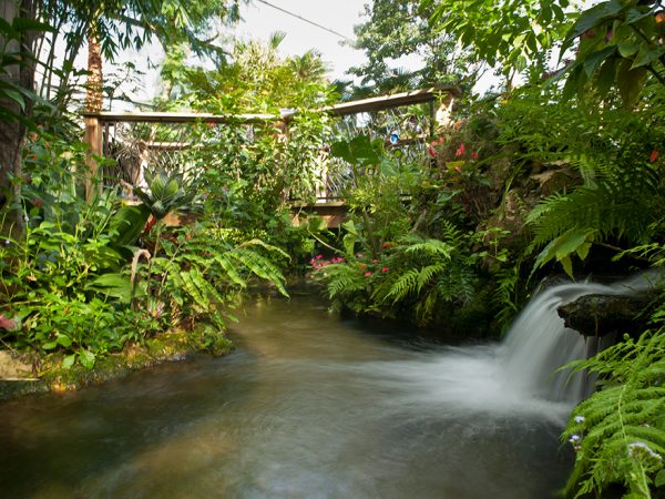 Rainforest waterfall, half header
